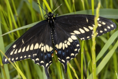 Black Swallowtail Butterfly April 2023